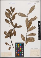 Foto von Salix cinerea L.